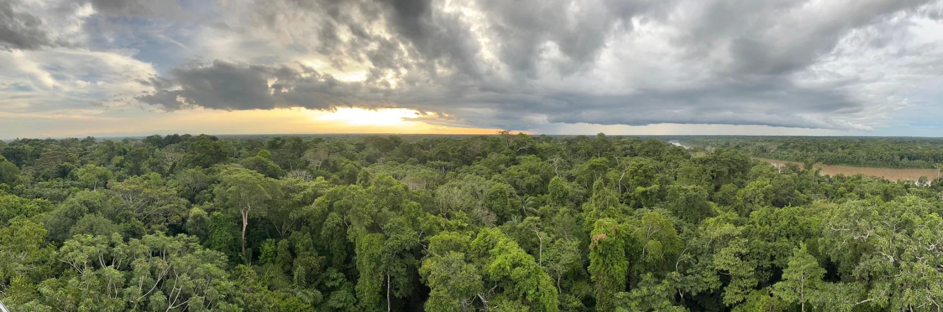 Dense Tambopata National Reserve landscape with towering trees, rich greenery, and layered vegetation