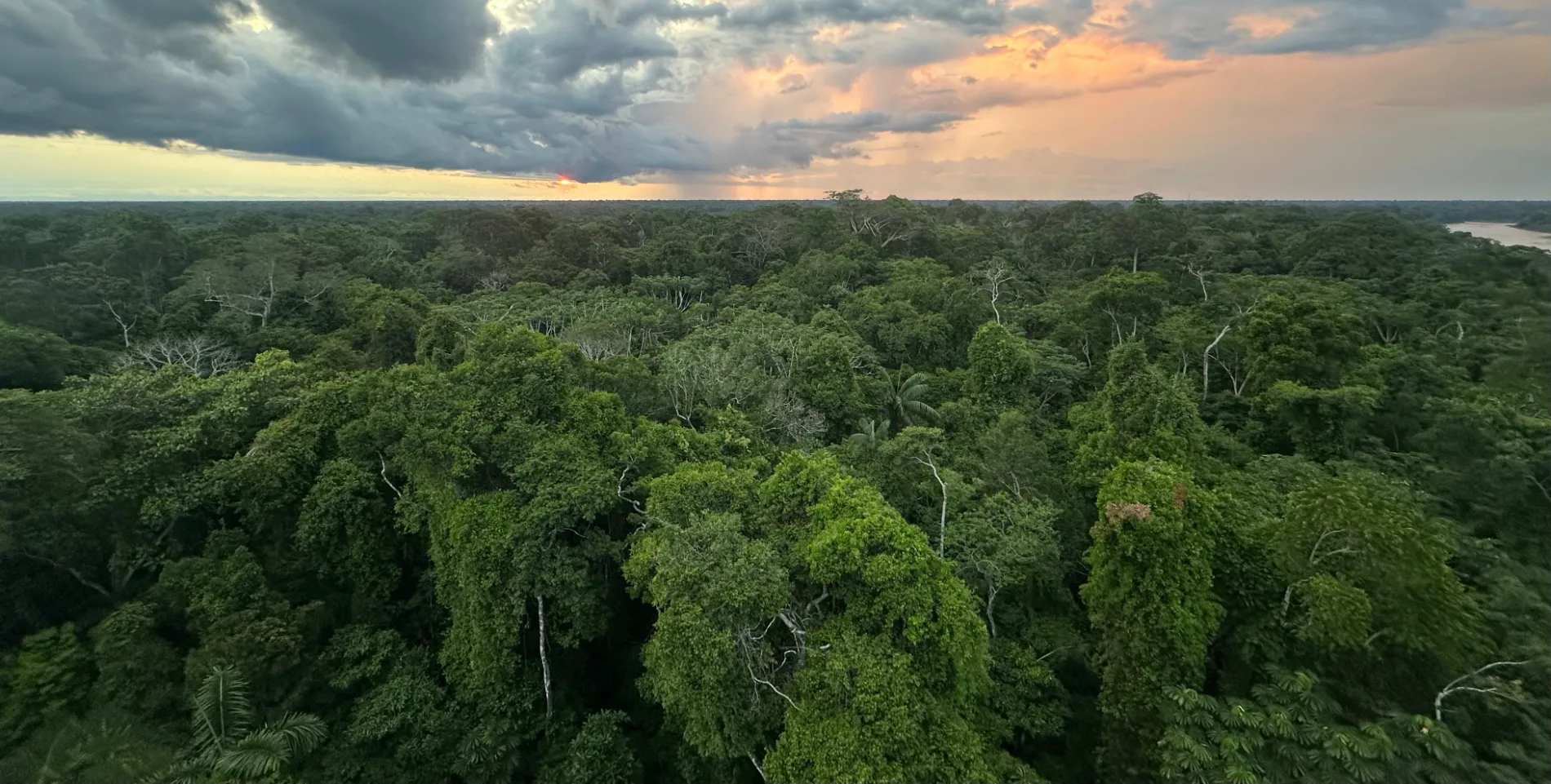 Peru Amazon rainforest dense jungle canopy and river ecosystem