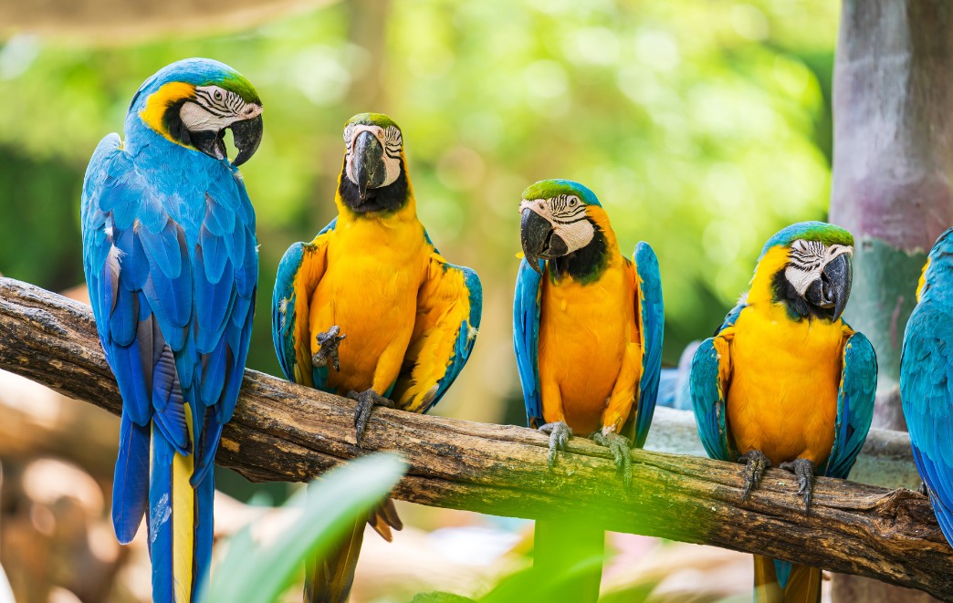 wildlife in the peruvian amazon in rainforest canopy